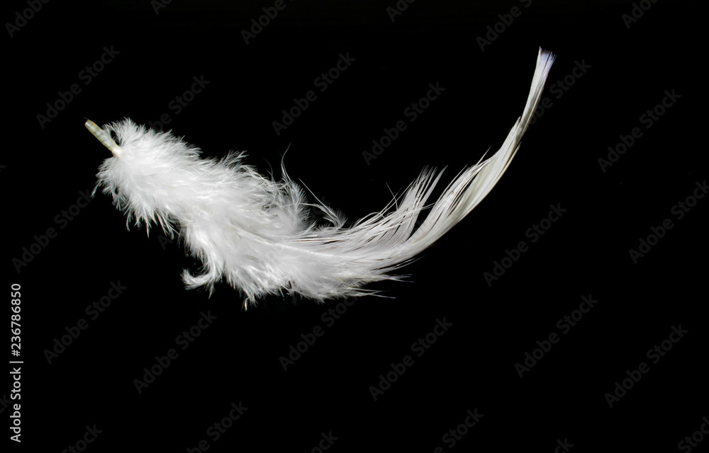 Wall mural white feather on a black background for design