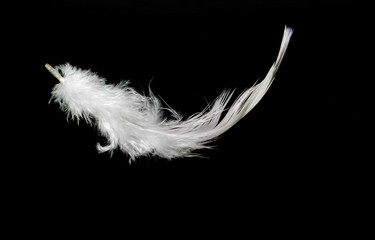 white feather on a black background for design