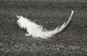 white feather on dark gray background for design