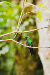 schöner Kolibri in Costa Rica - Monte Verde