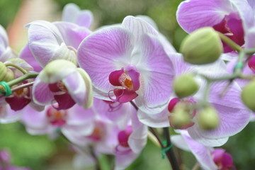 Fototapeta na wymiar white orchid with pale pink texture and purple bud in closeup mode 