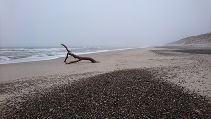 Treibgut am Strand von Jütland