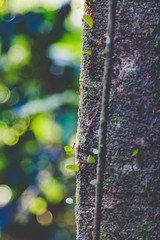 blattschneiderameisen im Regenwald in Costa Rica