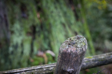 Cracked bark of the old tree overgrown with green moss in autumn forest. Selective focus. Azerbaijan