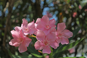 pink oleander
