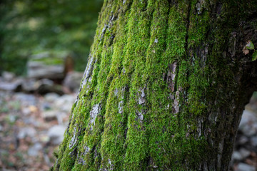 Cracked bark of the old tree overgrown with green moss in autumn forest. Selective focus. Azerbaijan