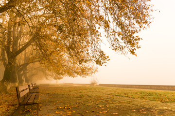 fog foggy wheaher and autumn yellow trees colors in ioannina  greece