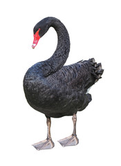 Black Swan (Cygnus atratus), isolated on White Background