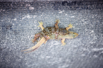 nataral breeding lizard background
