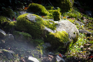 Moss-covered stone. Beautiful moss and lichen covered stone. Bright green moss Background textured in nature. Natural moss on stones in winter forest.