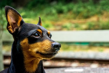 Close up picture of dog face on side