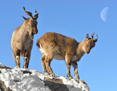 Markhor (Capra falconeri). Two on background of moon in winter