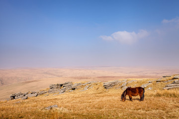 a dartmoor pony grazes on a hazy afternoon
