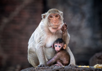 Monkey Family.	