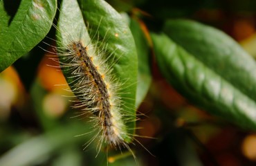 caterpillar on a leaf