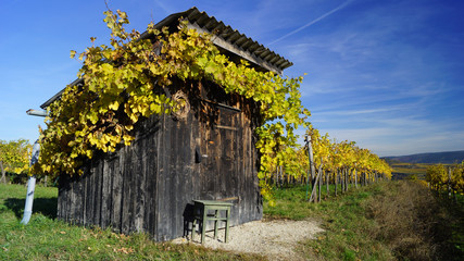 Holzhütte in den Weinbergen