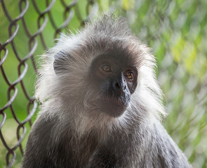 Monkey face,Trachypithecus cristatus.