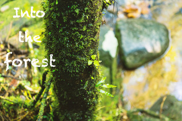 The trees in the forest are fertile and the message.