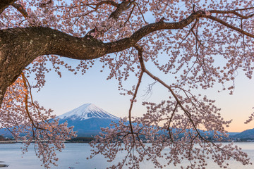 Spring Dawn Mt. Fuji