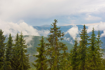 Forest in the mountains on a cloudy day