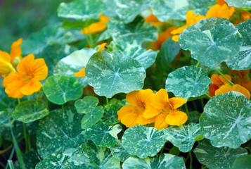 Natural background of green leaves and yellow-orange flowers. Nasturtiums growing in the open air. Texture from annual plants, soft focus. Horizontal image. Copy space. Close up.