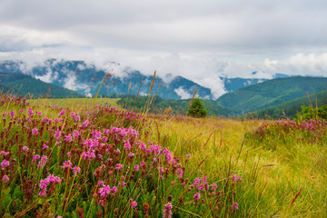 Obraz premium Pink wild flowers in the mountains