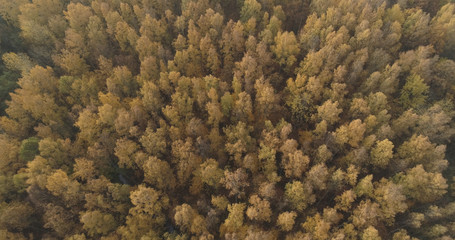 Aerial view over autumn forest in the morning