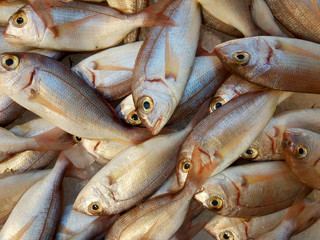 Common pandora (pagellus erytrhinus) for display on fish market, as background