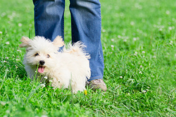 funny cute puppy walks in with the owner on a summer meadow