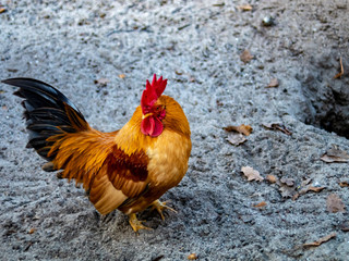 a colorful rooster standing in an autumn background looking to the left side