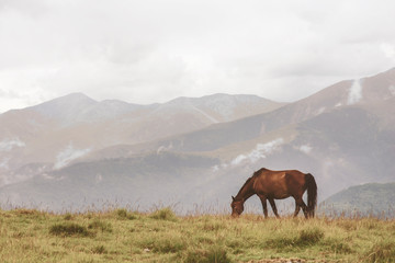 Horse grazing in the mountains, vintage filter
