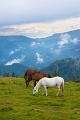 Fototapeta na wymiar Three horses grazing on a pasture in the mountains