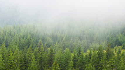 Fog over a mountain forest