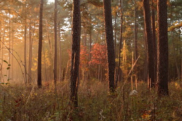 autumn in the forest