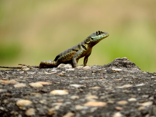 passaros, lagarto animais