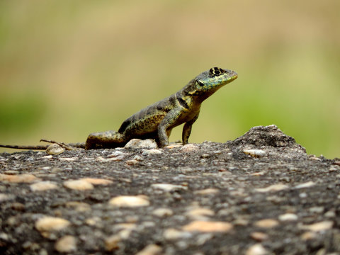 passaros, lagarto animais