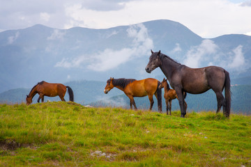 Fototapeta na wymiar Horses on a field in the mountains