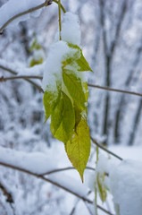 snow and icing on the leaves in the city Park, winter landscape