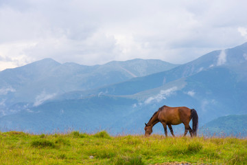 Fototapeta na wymiar Brown horse grazing in the mountains