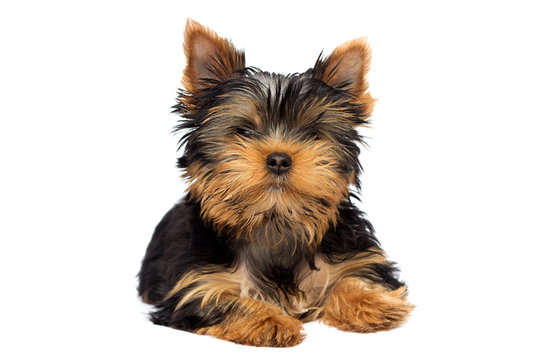 cute yorkshire terrier puppy on white background