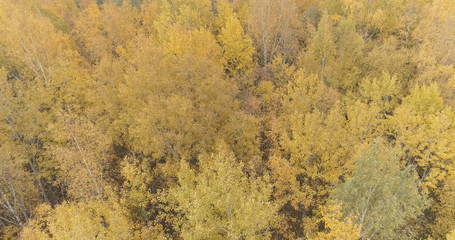 Aerial view over yellow golden birch forest in autumn