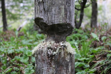 Trunk  carved  with  natural  background