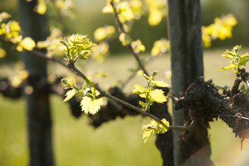 Branch of vine  with first green leaves in vineyard in early spring