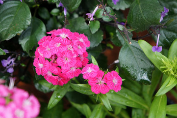 Carnation or dianthus caryophyllus flower. It is an herbaceous perennial plant growing up to 80 cm...