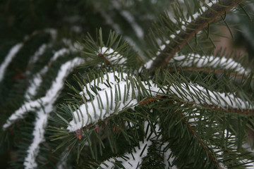 The first snow on spruce branches