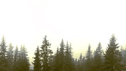 Overexposed foggy morning in the forest