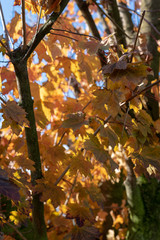 Yellow leaves on a tree during the autumn
