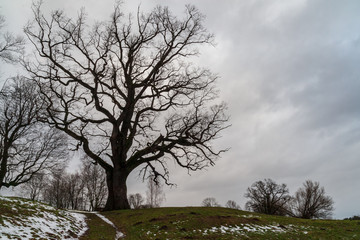 Fototapeta na wymiar single isolated large big tree in nature