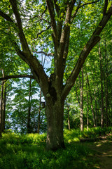 Fototapeta premium single isolated large big tree in nature
