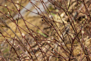 naked tree branches in late autumn with no leaves